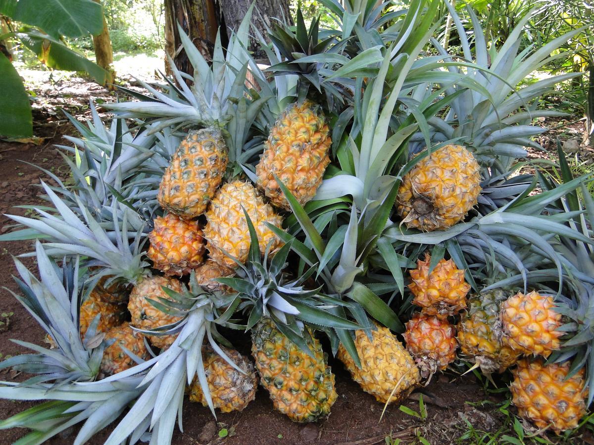 Yasí Yateré Reserva Agroecológica El Soberbio Esterno foto